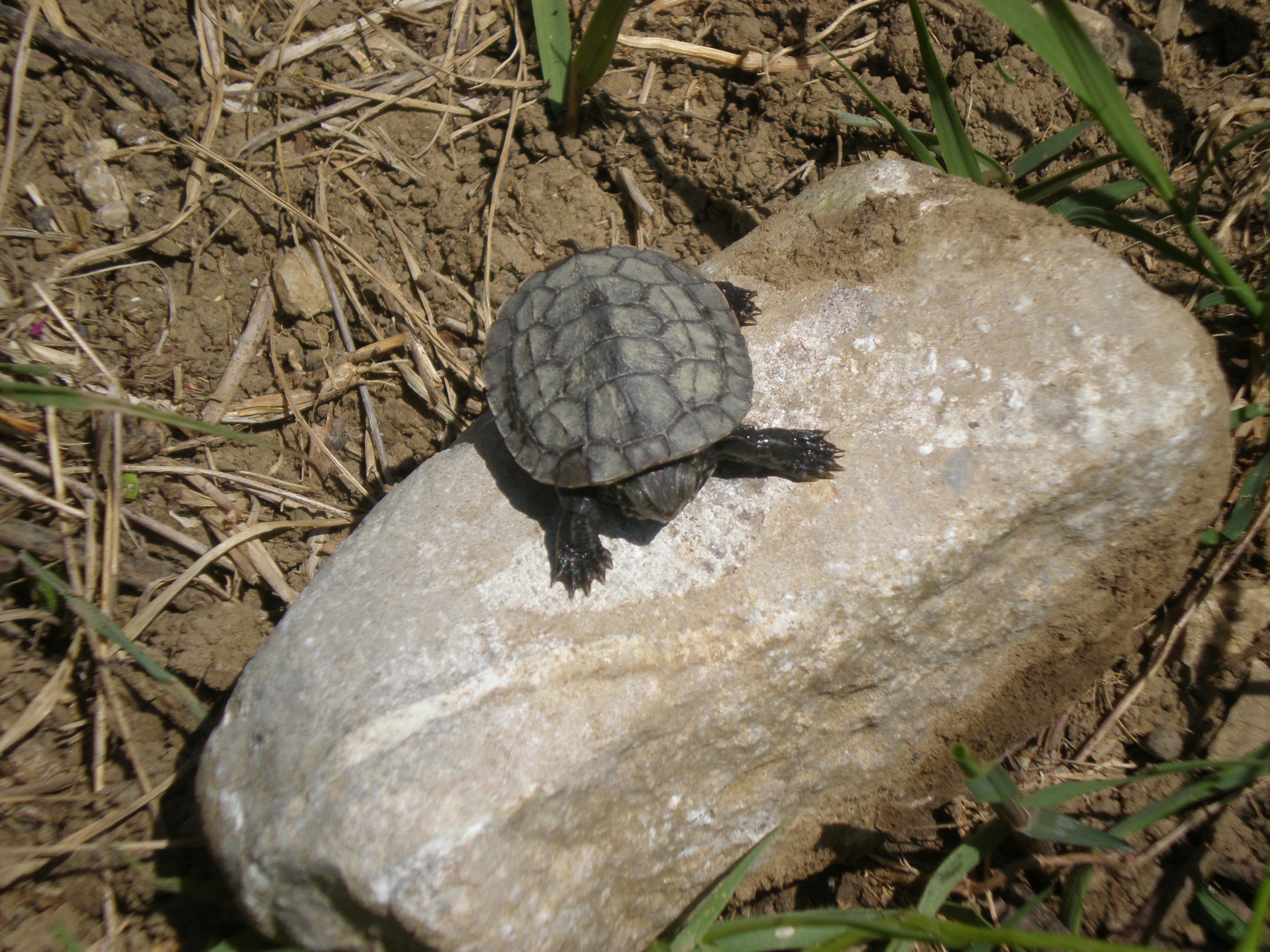 Mauremys rivulata